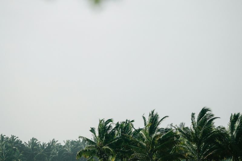 Green rice field with palm trees under a hazy sky