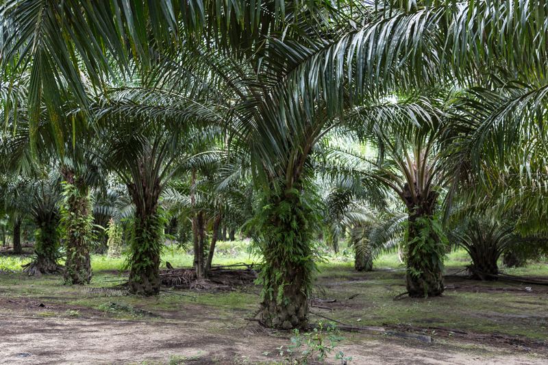 Rows of mature oil palms on a plantation at Berayung, Sabah