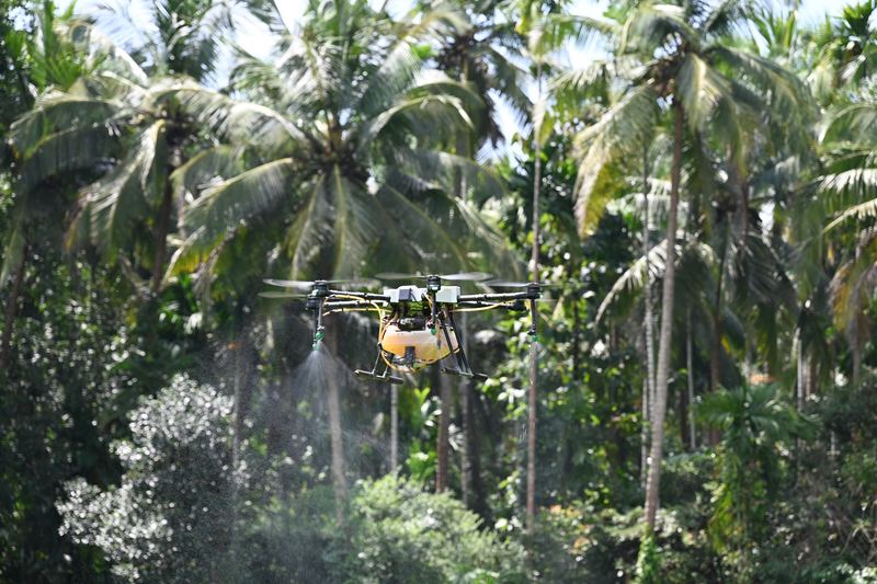 Agricultural drone spraying between tall palm trees on a plantation