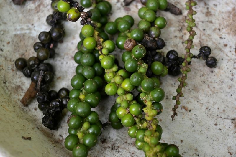 Black pepper vine with green and ripening dark peppercorns